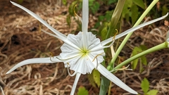 Hymenocallis occidentalis eulae
