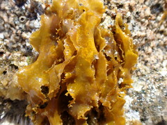 Rissoella verruculosa