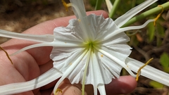Hymenocallis occidentalis eulae