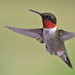 Ruby-throated Hummingbird - Photo (c) Kent Ross, some rights reserved (CC BY-NC), uploaded by Kent Ross