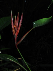 Heliconia venusta