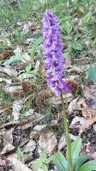 Orchis mascula