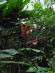 Heliconia venusta