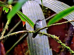 Phlogophilus hemileucurus