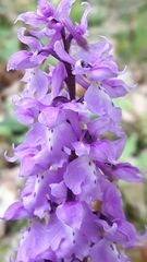 Orchis mascula