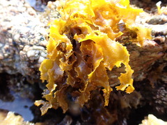 Rissoella verruculosa