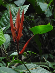 Heliconia venusta