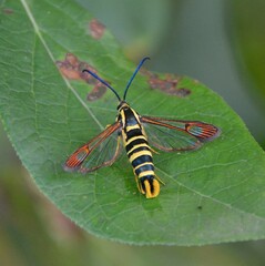 Synanthedon arkansasensis
