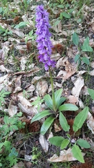 Orchis mascula