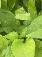 Phaneroptera nana