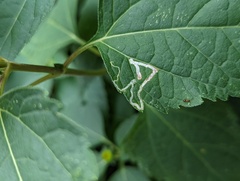 Liriomyza carphephori