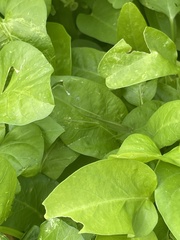 Phaneroptera nana