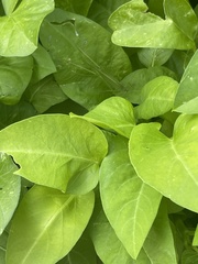 Phaneroptera nana