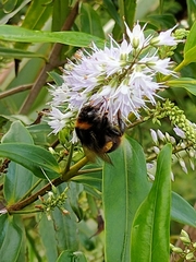 Bombus terrestris
