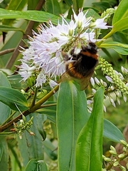 Bombus terrestris