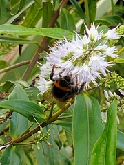 Bombus terrestris