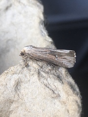 Crambodes talidiformis