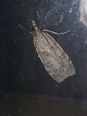 Scoparia subfusca