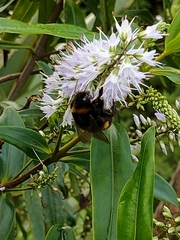 Bombus terrestris