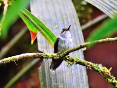 Phlogophilus hemileucurus