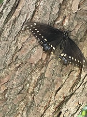 Papilio polyxenes