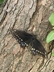 Papilio polyxenes