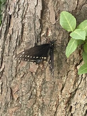 Papilio polyxenes
