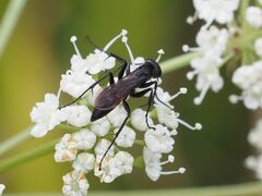 Arachnospila