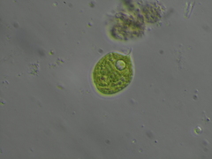 Phacus orbicularis