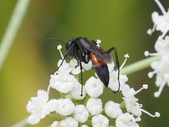 Arachnospila