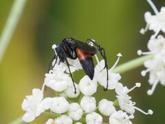 Arachnospila