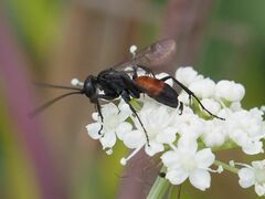 Arachnospila