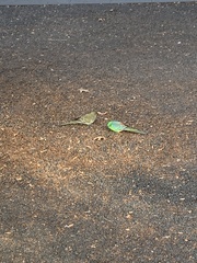 Psephotus haematonotus