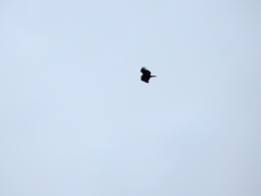 Cathartes melambrotus