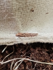 Blastobasis adustella