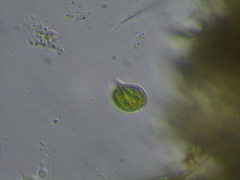 Phacus monilatus