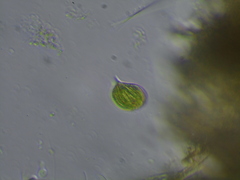 Phacus monilatus