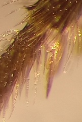 Lasioglossum pauxillum