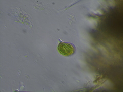 Phacus monilatus
