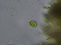 Phacus monilatus