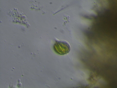 Phacus monilatus