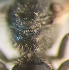 Lasioglossum pauxillum