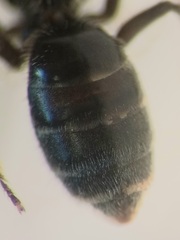 Lasioglossum pauxillum