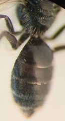 Lasioglossum pauxillum