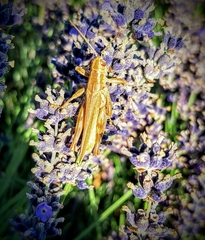 Melanoplus yarrowii