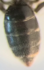 Lasioglossum pauxillum