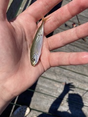 Decapterus