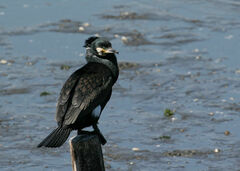 Phalacrocorax carbo hanedae