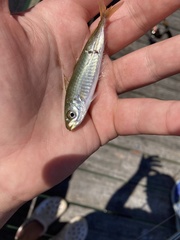 Decapterus