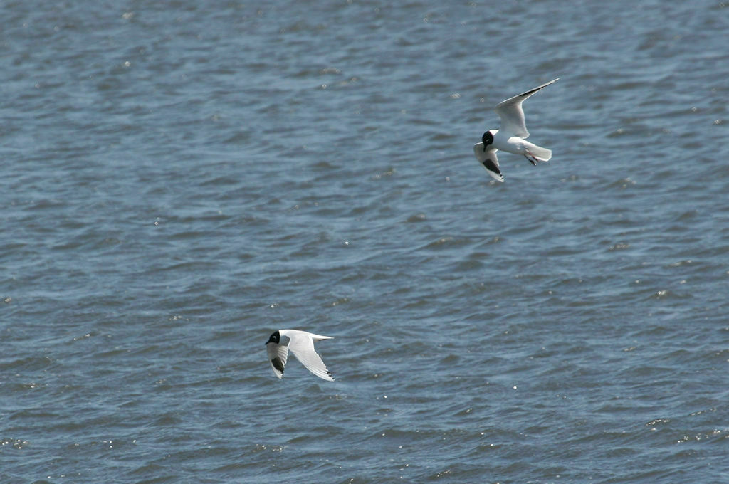 Saunders's Gull in March 2005 by William Hull · iNaturalist